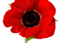 poppy